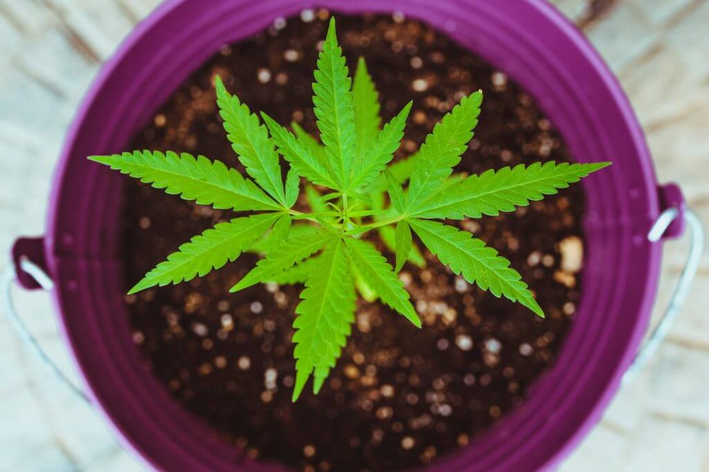 weed only darknet market
