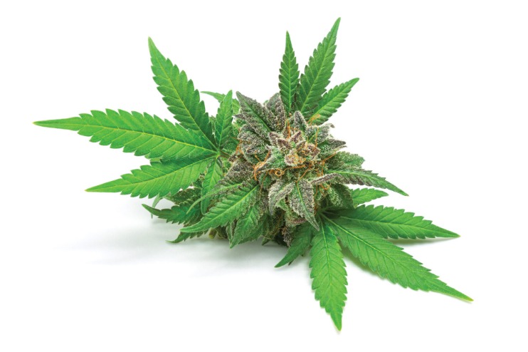 weed only darknet market