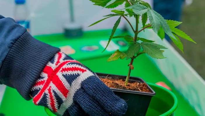 weed darknet market