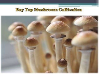 underground website to buy drugs
