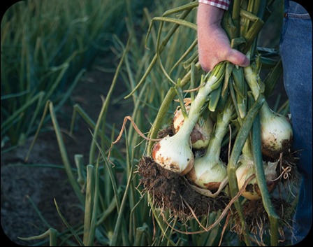 links onions