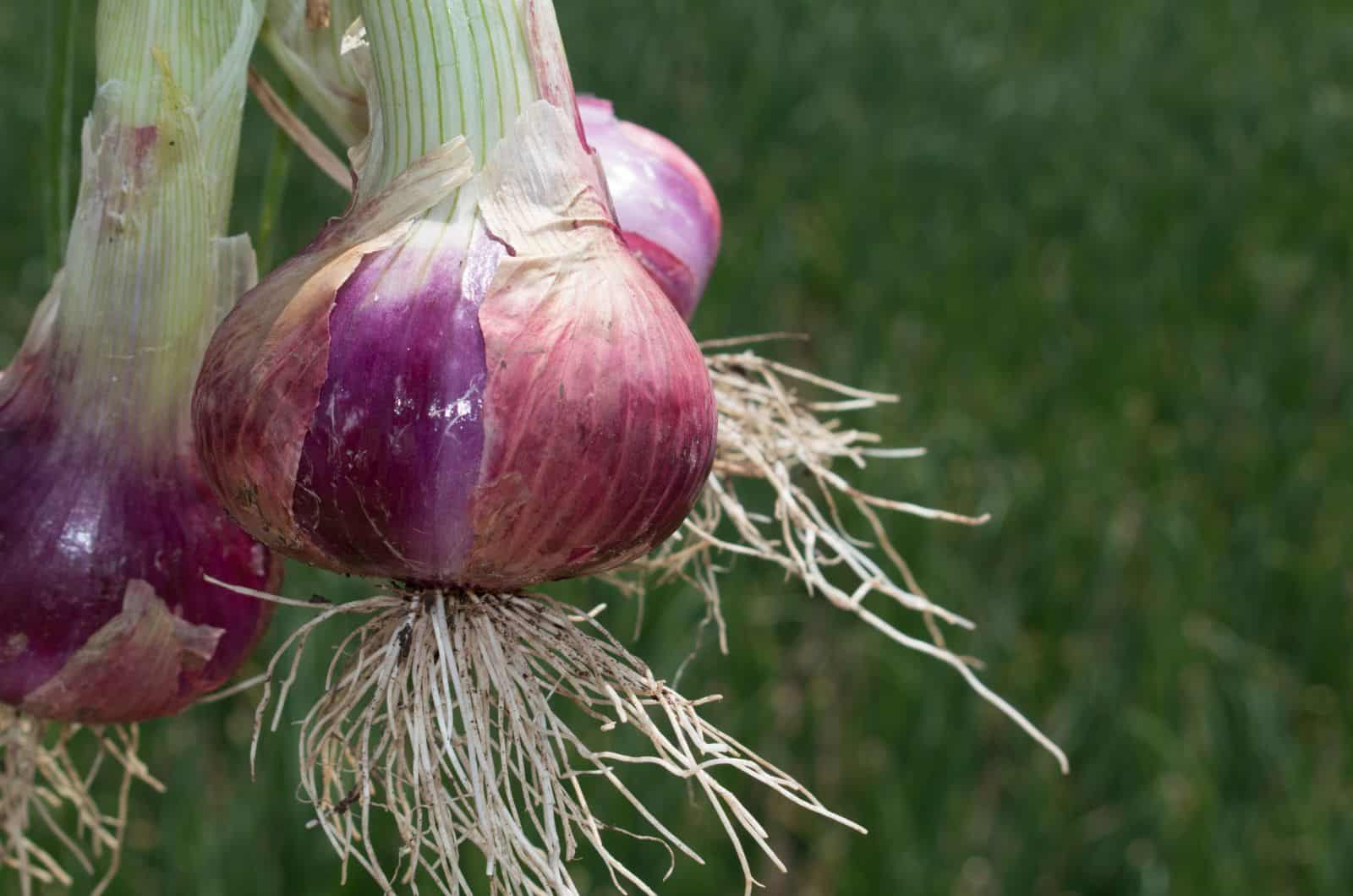 onion live links